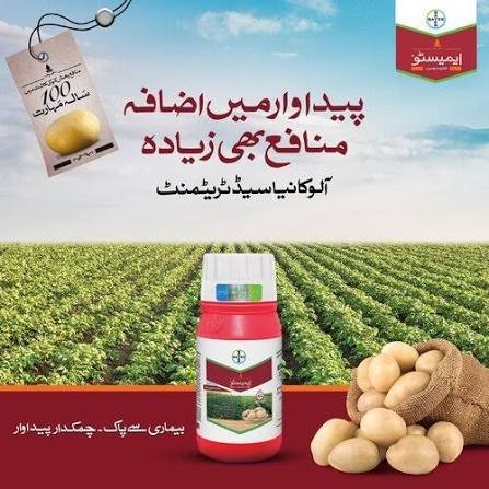 EMESTO 24% FS 160ML – آلو کے بیج کو Rhizoctonia سے تحفظ کیلئے Seed Treatment | Bayer