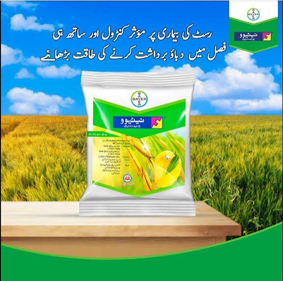 NATIVO 75% WG 65GM – چمکدار فصل کا راز، بیماریوں کے مؤثر کنٹرول کیلئے Fungicide | Bayer