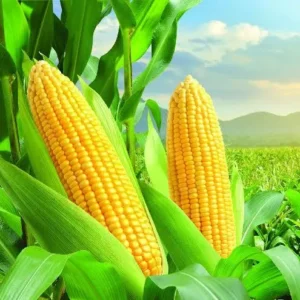 Maize