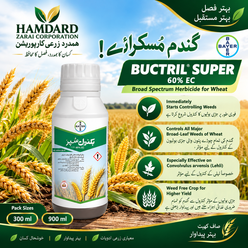 BUCTRIL SUPER 60% EC 300ML – گندم میں چوڑے پتوں والی جڑی بوٹیوں کے کنٹرول کیلئے Broad-Spectrum Herbicide | Bayer