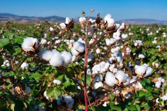 cotton 1
