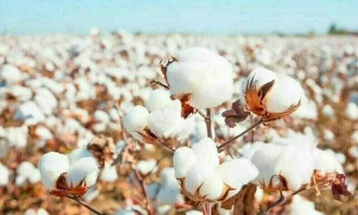 Cotton Farming in Pakistan – Crop Nutrition, Pest Management & Better Yield Guide | 1st Guide for You