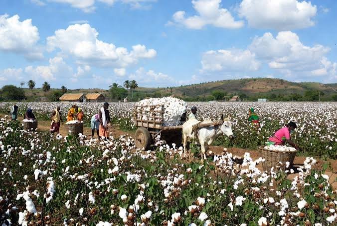 cotton hamdard zarai