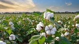 cotton hamdrad