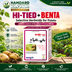 HI-TIED + BENTA – آلو کی فصل میں گھاس اور چوڑے پتوں والی جڑی بوٹیوں کے کنٹرول کیلئے Post-Emergence Herbicide | Sungro