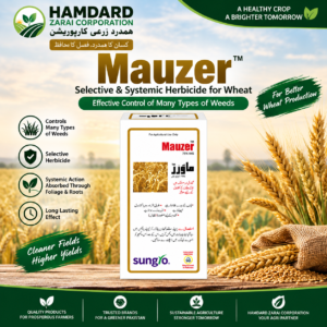 MAUZER 75% WG – گندم میں مختلف جڑی بوٹیوں کے کنٹرول کیلئے Selective & Systemic Herbicide | Sungro