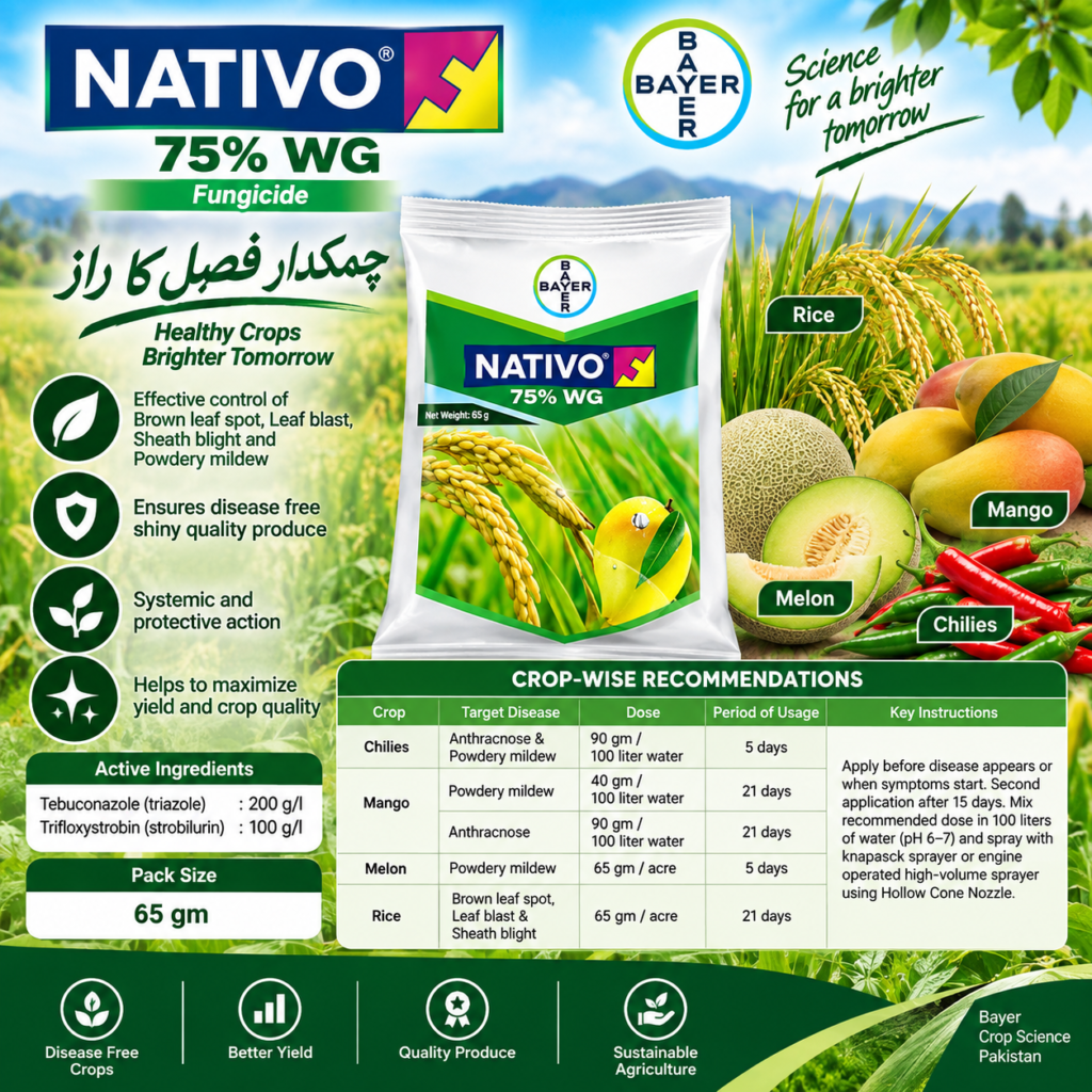 NATIVO 75% WG 65GM – چمکدار فصل کا راز، بیماریوں کے مؤثر کنٹرول کیلئے Fungicide | Bayer