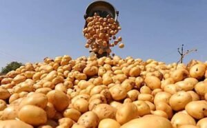 Potato