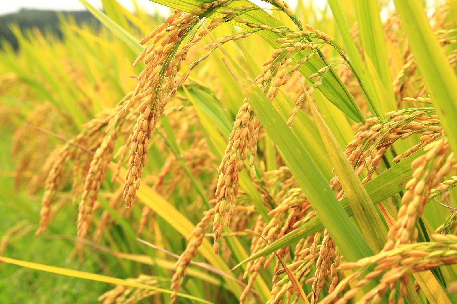 Target agricultural products