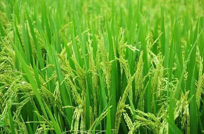 Rice