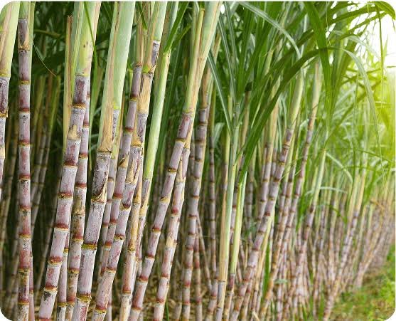Sugarcane