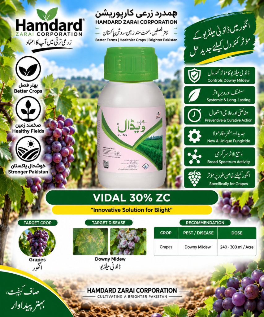 VIDAL 30% ZC 240ML – انگور میں Downy Mildew کے مؤثر کنٹرول کیلئے Systemic Fungicide | Jaffer